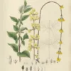 Forsythia | <i>Forsythia suspensa</i>