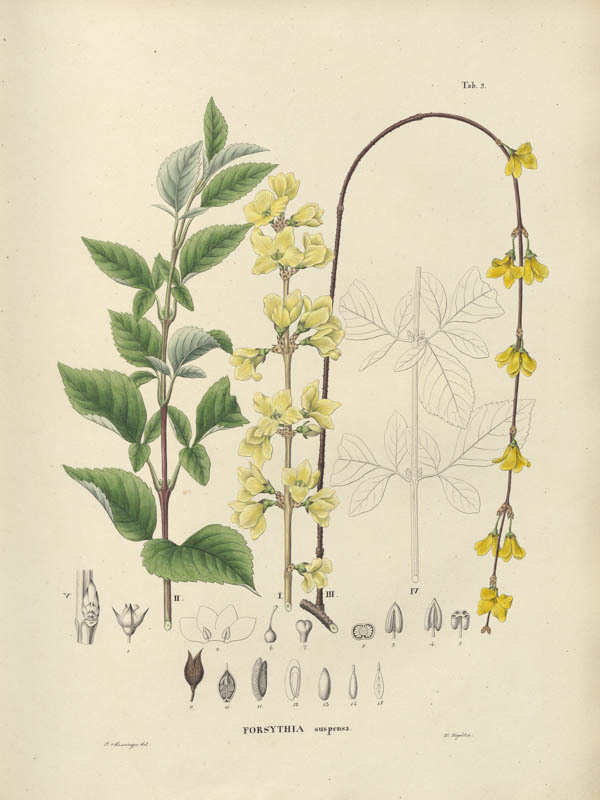 Forsythia | <i>Forsythia suspensa</i>