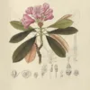 Rhododendron | <i>Rhododendron degronianum</i> var. Yakushimanum