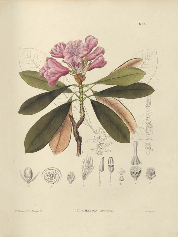 Rhododendron | <i>Rhododendron degronianum</i> var. Yakushimanum