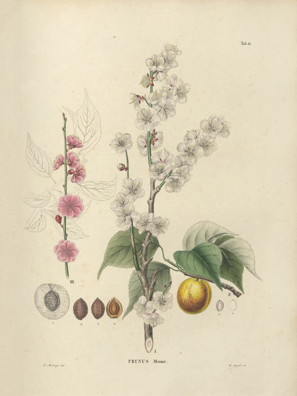 Japanse abrikoos | <i>Prunus mume</i>