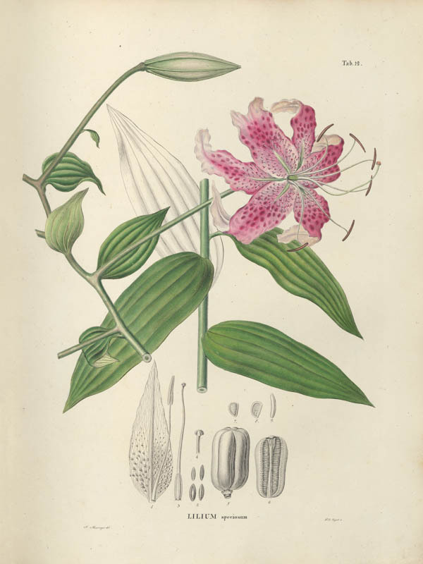 Japanse lelie | <i>Lilium speciosum</i>