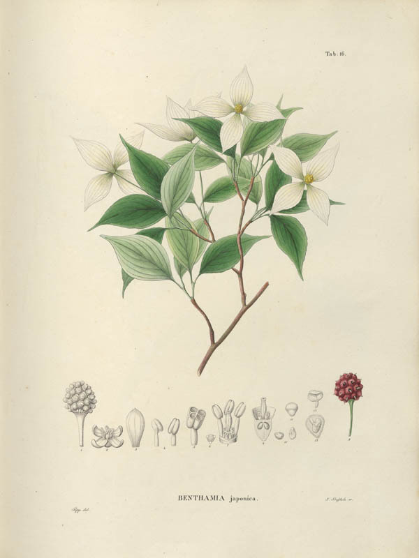 Japanse kornoelje | <i>Cornus kousa</i>