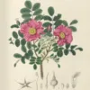 Rimpelroos | <i>Rosa rugosa</i>