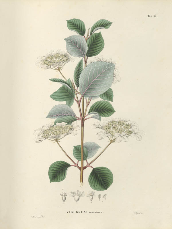 Japanse sneeuwbal | <i>Viburnum tomentosum</i>