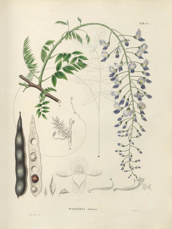 Blauwe regen | <i>Wisteria floribunda</i>