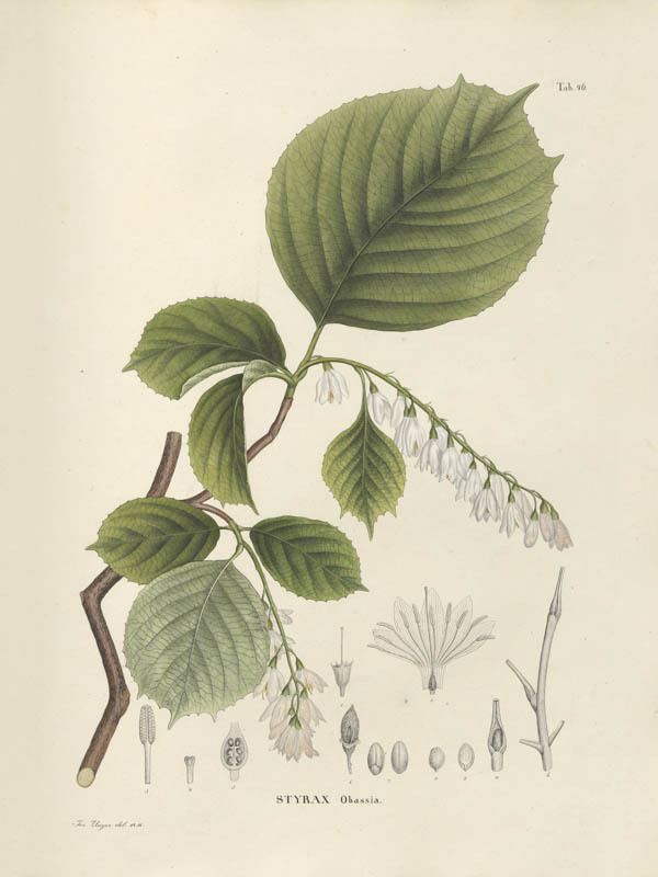 Rondbladige storaxboom | <i>Styrax obassia</i>