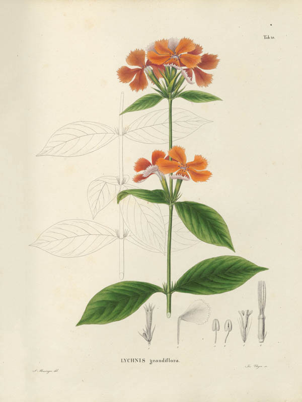 <i>Silene banksia</i>