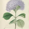 Hortensia | <i>Hydrangea macrophylla</i> 'Otaksa'