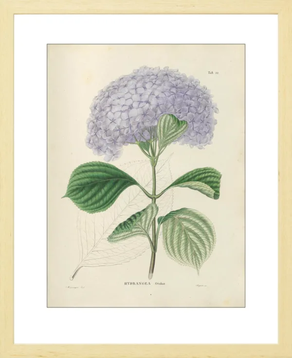 Hortensia | <i>Hydrangea macrophylla</i> 'Otaksa'