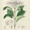 Hortensia | <i>Hydrangea serrata</i> var. <i>Yesoensis</i>
