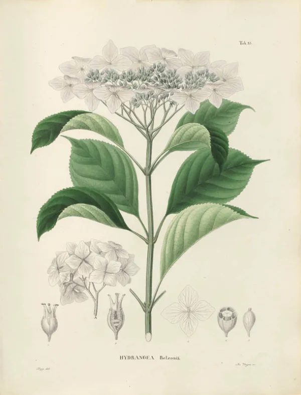 Hortensia | <i>Hydrangea serrata</i> var. <i>Yesoensis</i>