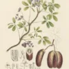 Chocolate vine | <i>Akebia quinata</i>