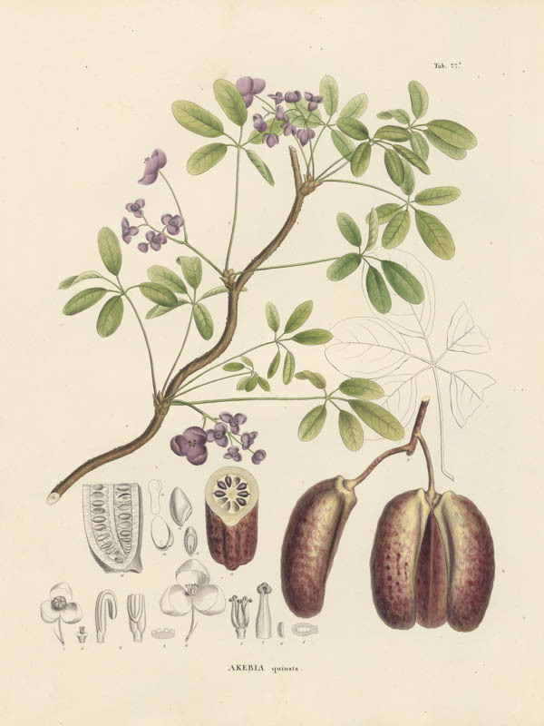 Chocoladewingerd | <i>Akebia quinata</i>