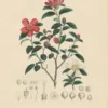 Camellia | <i>Camellia sasanqua</i>