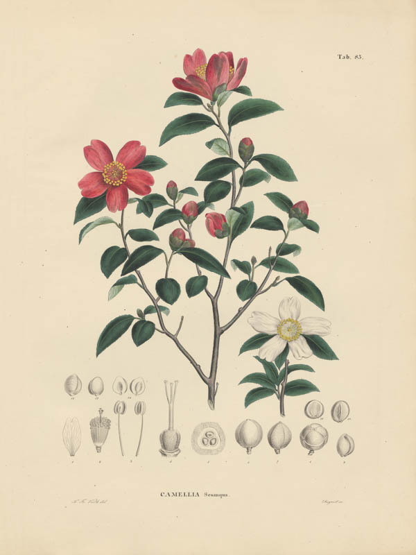 Camellia | <i>Camellia sasanqua</i>