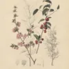Japanse sierkers | <i>Prunus japonica</i>
