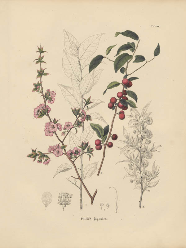 Japanse sierkers | <i>Prunus japonica</i>