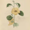 Hibiscus | <i>Hibiscus hamabo</i>