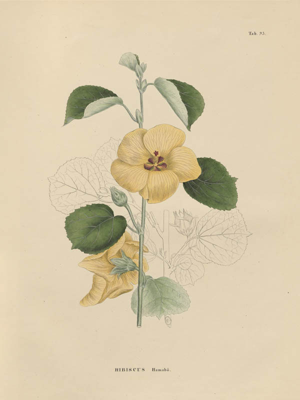 Hibiscus | <i>Hibiscus hamabo</i>