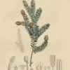 Zuidjapanse hemlock | <i>Tsuga sieboldii</i>