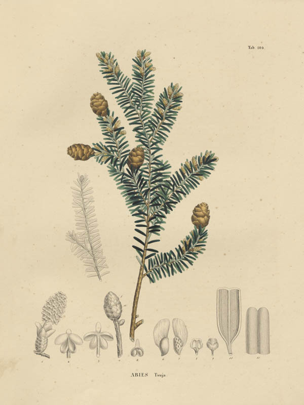 Zuidjapanse hemlock | <i>Tsuga sieboldii</i>
