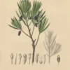 Japanse boeddah-den | <i>Podocarpus macrophyllus</i>