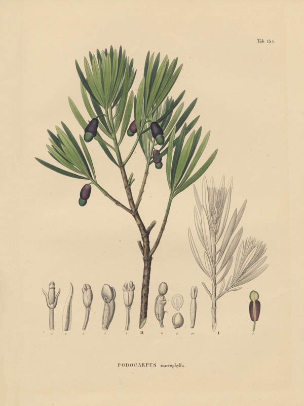 Japanse boeddah-den | <i>Podocarpus macrophyllus</i>