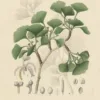 Japanse notenboom | <i>Ginkgo biloba</i>