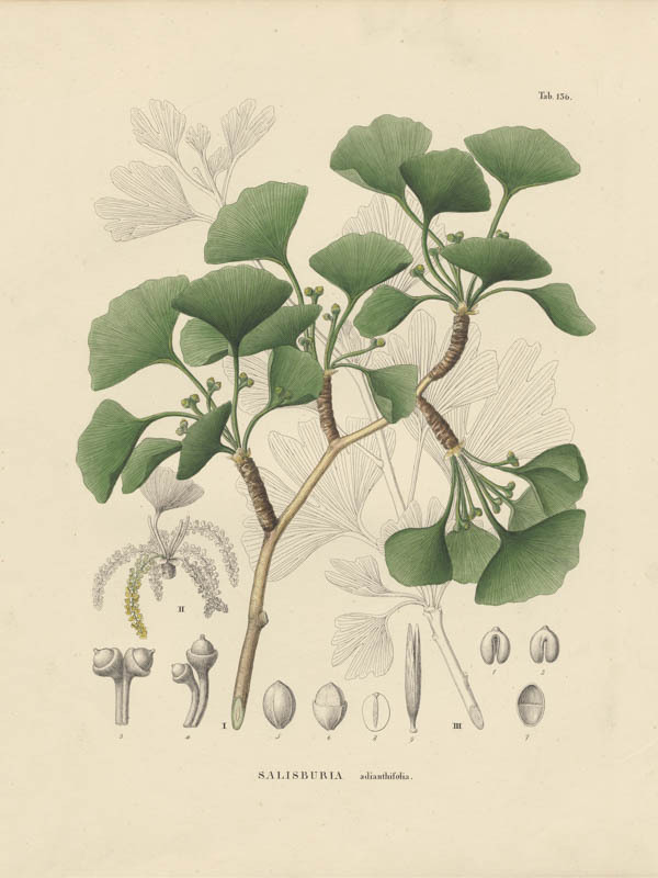 Japanse notenboom | <i>Ginkgo biloba</i>
