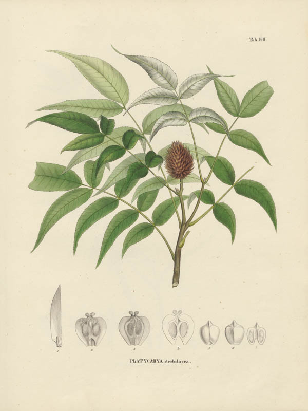 <i>Platycarya strobilacea</i>
