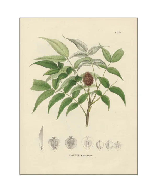 <i>Platycarya strobilacea</i>